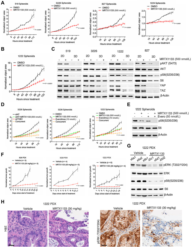 Figure 3. Efficacy of MRTX1133 on spheroid growth and PDAC PDX models. A, Effect of MRTX1133 on the growth of spheroids derived from the indicated PDAC cell lines in the absence and presence of MRTX1133 (500 nmol/L). Growth of spheroids were determined on the basis of the object area using IncuCyte S3. B, Effect of MRTX1133 on the growth of 1222 spheroids. C, Western blotting to compare the effect of MRTX1133 on the indicated proteins between the cells grown in 2D monolayer and 3D culture as spheroids. D, Effect of ITGB1 knockdown in combination with MRTX1133 on the growth of spheroids derived from 3226 cell line. The impact of everolimus (10 nmol/L) in combination with MRTX1133 (500 nmol/L) on the growth of spheroids derived from 1222 and 3226 cell lines based on live cell imaging. E, Immunoblotting to determine the effect of everolimus in combination with MRTX1133 on the phosphorylation status of S6 in spheroids derived from 1222 cells. F, Normalized tumor growth rate of 828, 3226, and 1222 PDX following vehicle and MRTX1133 (30 mg/kg) treatment, administered intraperitonially (four times a day) for the indicated number of days. G, Biochemical analysis from tumor tissues excised from 1222 PDX treated with MRTX1133 to determine its effect on the KRAS-mediated signaling pathways. H, Representative images for H&E staining and IHC to evaluate the effect of MRTX1133 on the phosphorylation of ERK1/2. Scale bar, 40 μm. Error bars from all growth curves indicate mean and SEM from triplicates and the experiment was done at two independent times. ***, P < 0.0001 as determined by two-way ANOVA.