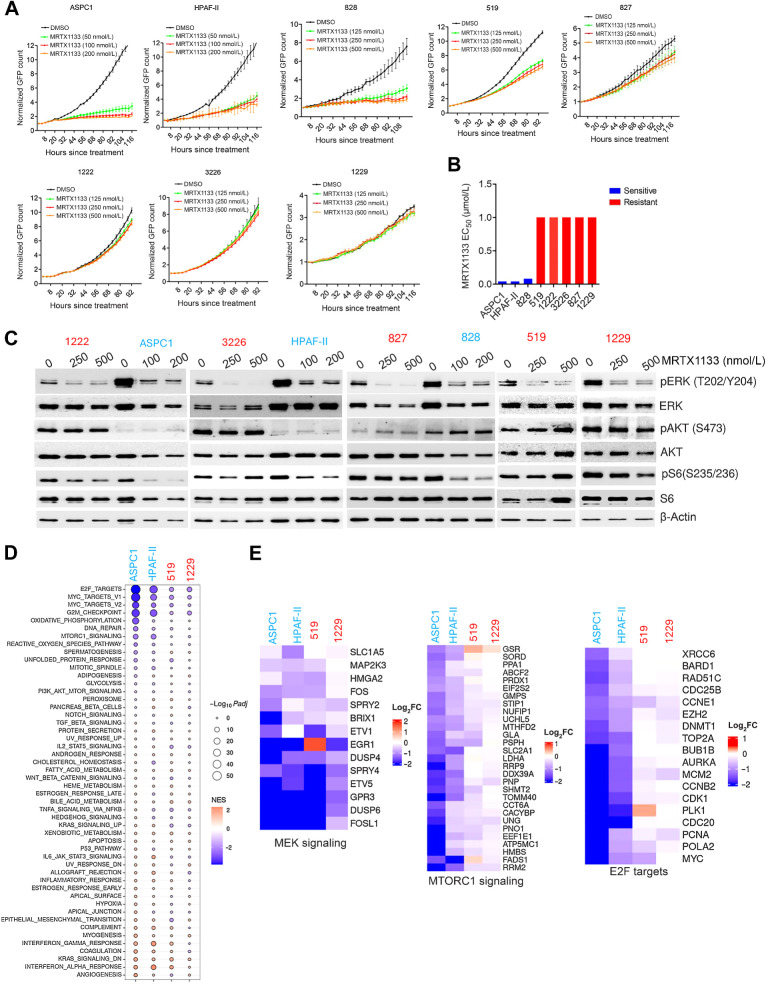 Figure 1. Cellular response to MRTX1133 in a panel of KRASG12D mutant PDAC cell lines. A, Live cell imaging using IncuCyte S3 on the indicated cell lines treated with different concentrations of MRTX1133. Cell proliferation was determined on the basis of the GFP counts. Graph represents mean and SD from triplicates. Experiments were done at two independent times. B, EC50 values of MRTX1133 on different PDAC cell lines were calculated on the basis of the dose–response curve. To determine the drug effect at each dose, the fold change in cell number after 5 days of treatment was normalized to untreated condition. C, Immunoblotting of the indicated cell lines treated to examine the effect of MRTX1133 on the KRAS-mediated signaling pathways following 24 hours treatment at different concentrations. D, Bubble plot depicting the differentially expressed pathways that were ranked on the basis of gene set enrichment scores and their P values on the indicated cell lines in the presence of MRTX1133 (100 nmol/L). E, Heatmap depicting the differential expression of the indicated genes that are involved in MEK signaling, MTOR signaling, and E2F-regulated cell-cycle genes.