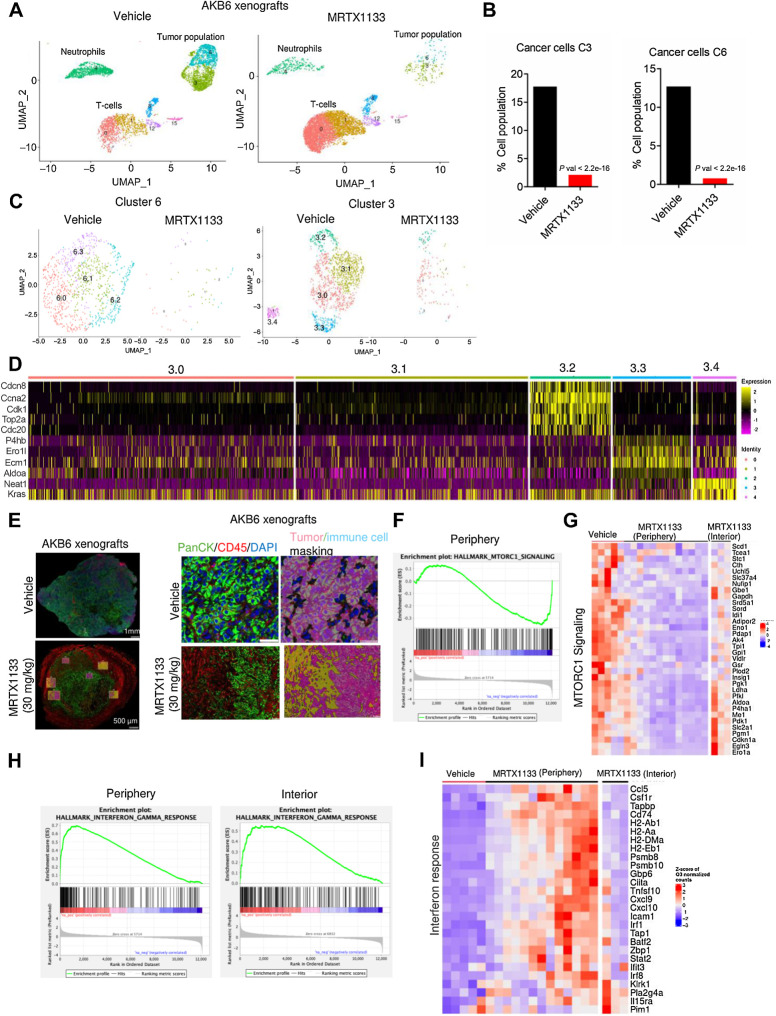 Figure 5. Mechanistic investigation of in vivo effect of MRTX1133. A, Single-cell clustering of vehicle- and MRTX1133-treated AKB6 tumors to selectively indicate tumor cells, T cells, and neutrophils. B, Bar graph indicating the tumor cell population from the vehicle and MRTX1133 samples. P value was determined by Fisher exact test. C, Subclustering of the tumor population 6 and 3 from the vehicle- and MRTX1133-treated samples. D, Seurat heat map depicting the relative expression of the indicated genes across the subclusters from tumor cluster 3. E, Representative tumor images from AKB6 xenografts that were treated with vehicle (n = 2) and MRTX1133 (n = 4) and stained with PanCK, CD45, and DAPI. Different ROIs that include the periphery and exterior of the tumor tissues were selected for DSP analysis. Representative image of an ROI, demarcating the tumor and stromal population based on PANCK and CD45 staining, respectively, and the masking was performed appropriately. F, GSEA analysis identified a significant enrichment of MTOR signaling, which is downregulated in the MRTX1133-treated tumor in the peripheral region. G, Heat map depicting the expression of the indicated genes from the vehicle-treated tumors across different ROIs and MRTX1133-treated tumors from different ROIs that include both the periphery and the interior regions. H, GSEA analysis comparing the enrichment of IFNγ signaling pathway, which is differentially upregulated between the periphery and interior regions of the tumor following MRTX1133 treatment. I, Heatmap depicting the upregulation of indicated genes from the vehicle- and MRTX1133-treated tumor tissues. The impact of MRTX1133 on those genes were compared between the periphery and interior regions of the tumor.