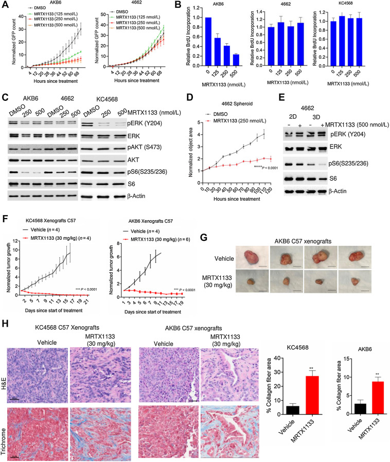 Figure 4. Differential response to MRTX1133 in PDAC cell lines derived from syngeneic mice models. A, Live cell imaging to examine the effect of MRTX1133 in AKB6 and 4662 mouse cell lines in the presence of different concentrations of MRTX1133. Error bars were determined based on mean and SD. Experiments were done in triplicates. B, Relative BrdU incorporation in three different syngeneic models, AKB6, 4662, and KC4568 following the treatment with different concentrations of MRTX1133 up to 72 hours. Mean and SD were calculated from triplicates and the experiments were done at three independent times. C, Western blotting to determine the effect of MRTX1133 on the indicated proteins following 24 hours treatment in AKB6, 4662, and KC4568 cell lines. D, Effect of MRTX1133 on the growth of spheroids derived from 4662 cell lines. Mean and SEM were used to calculate error bars. The experiment was done in triplicates at two independent times. ****, P < 0.0001 as determined by two-way ANOVA. E, Biochemical analysis to compare the effect of MRTX1133 on 4662 cells cultured in 2D monolayer and 3D conditions. F, Effect of MRTX1133 (30 mg/kg) on the normalized tumor growth rate of xenografts derived from KC4568 and AKB6 in C57BL/6 mice. ***, P < 0.0001 as determined by two-way ANOVA. G, Representative tumor images from AKB6 xenografts. Scale bar, 50 μm. H, Representative images of H&E and Masson's Trichrome staining on tumor tissues excised from KC4568 and AKB6 xenografts that were treated with vehicle and MRTX1133 (30 mg/kg) in C57BL/6 mice. Scale bar, 50 μm. The deposition of collagen fibers was quantified from the vehicle- and MRTX1133-treated tissues. Error bars, mean and SEM. **, P < 0.001 as determined by Student t test.