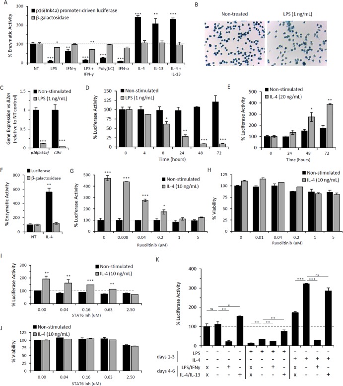 p16(Ink4a) and senescence-associated β-galactosidase can be induced in ...