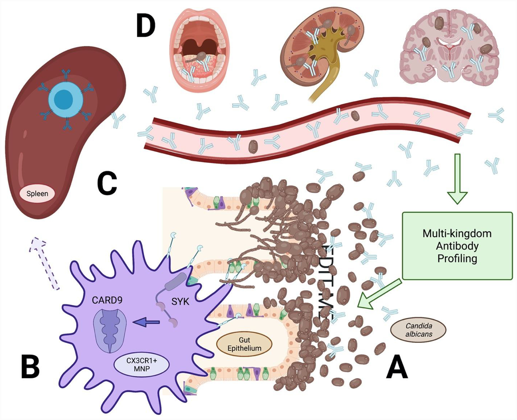 FIGURE 1.