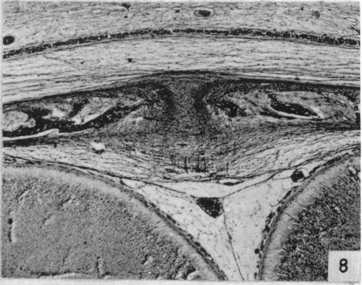 Fig. 8