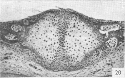 Fig. 20