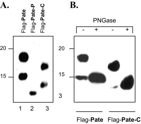 FIGURE 10.