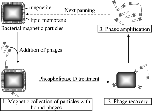 FIG. 1.