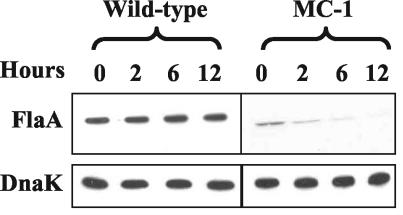 FIG. 6.