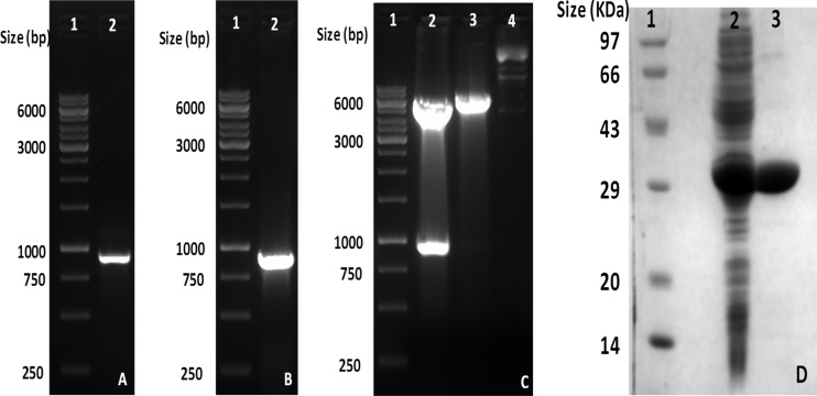 FIG 2