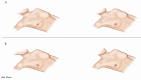 Fig. 6