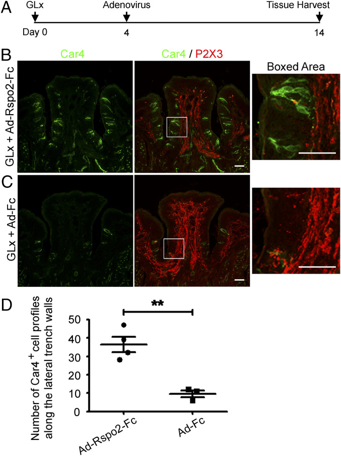 Fig. 4.