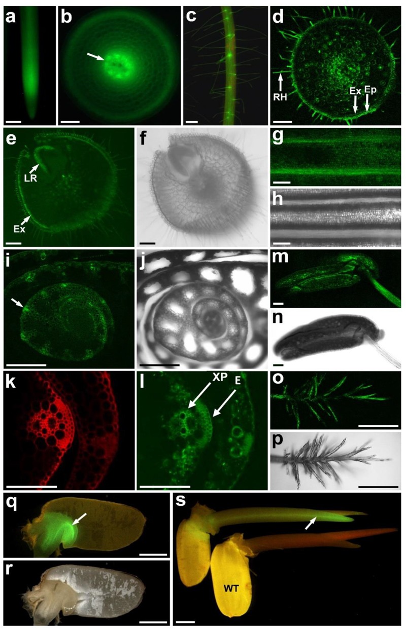 FIGURE 1