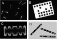 Fig13