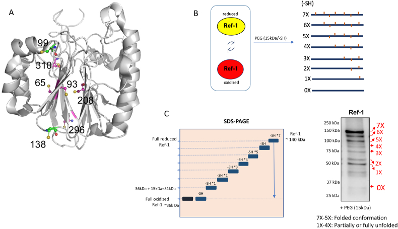 Fig. 1