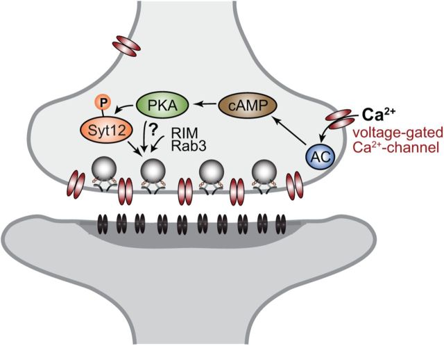 Figure 11.