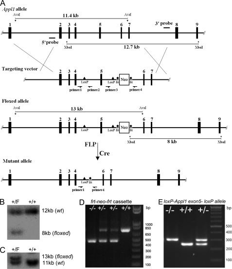 FIGURE 1.