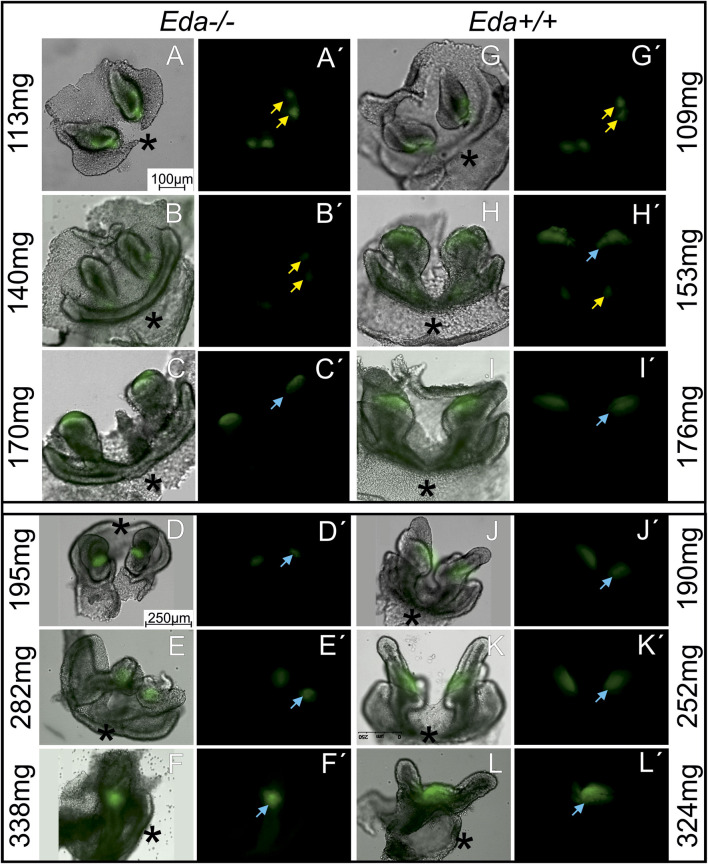 FIGURE 3