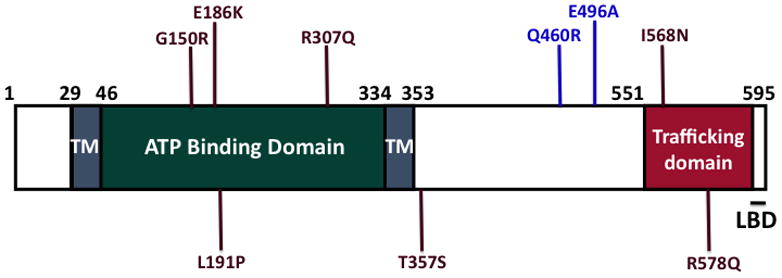 Fig. 1