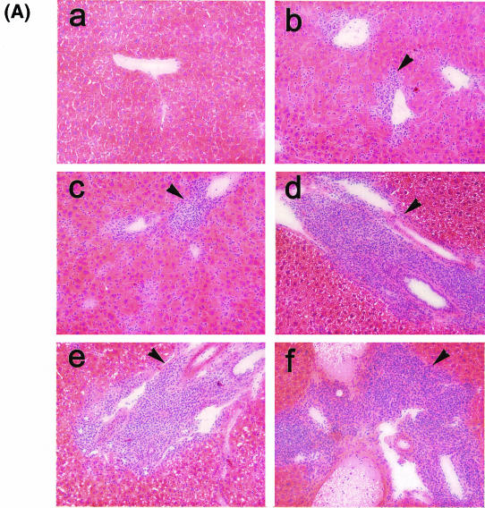 FIG. 12.