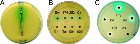 FIG. 5.