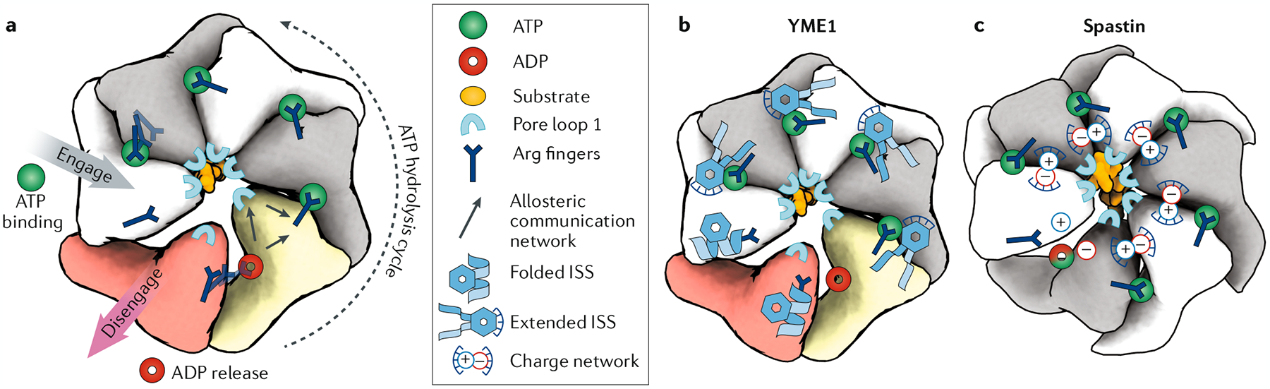 Fig. 7 |