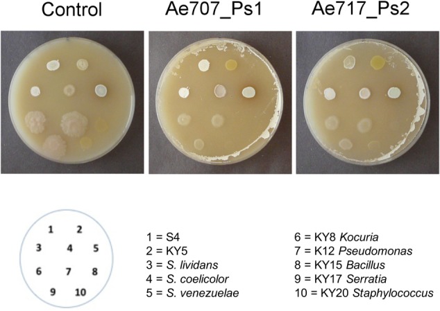 FIGURE 2