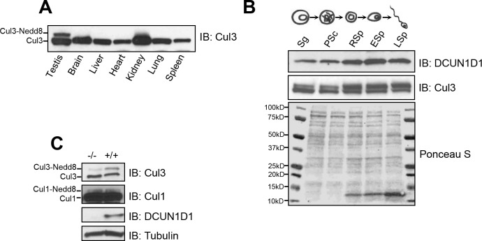 Fig 7