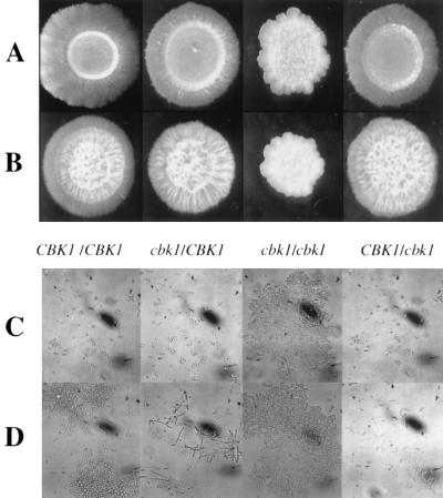 FIG. 2.