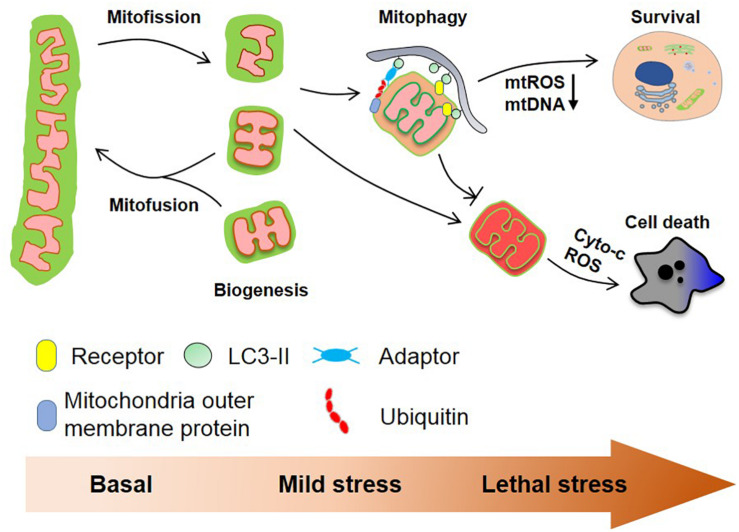 FIGURE 2