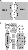 F<sc>igure</sc> 10.