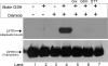 F<sc>igure</sc> 5.