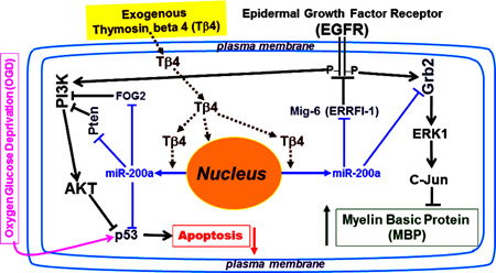 graphic file with name nihms730846f8.jpg