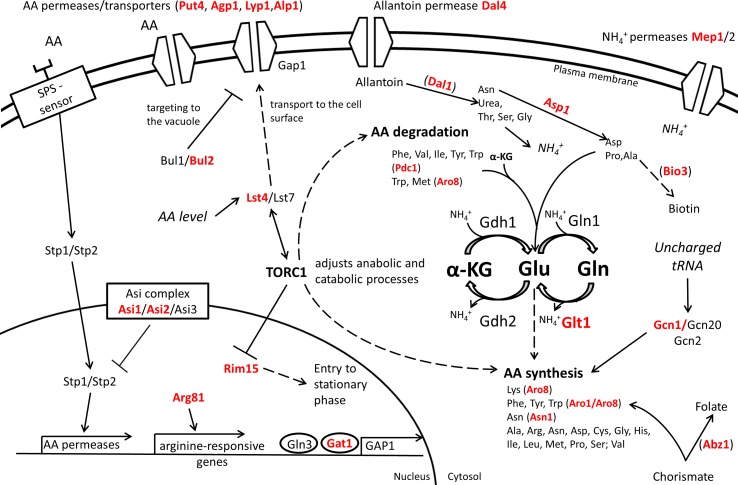 Figure 5