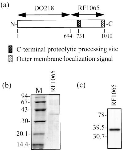 FIG. 1