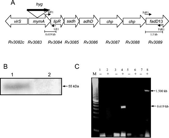 FIG. 1.