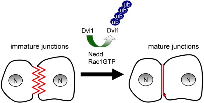 Fig. 8.