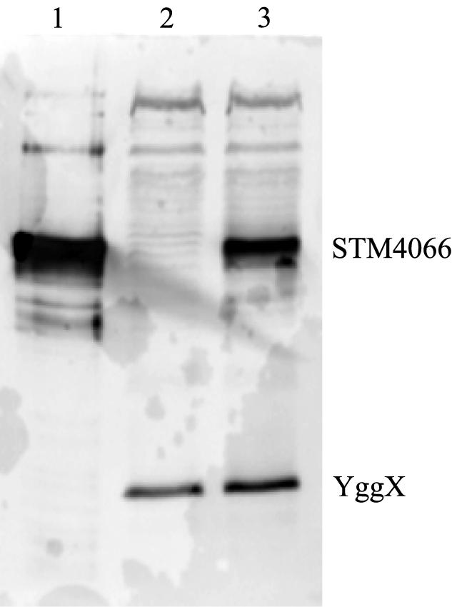 FIG. 5.