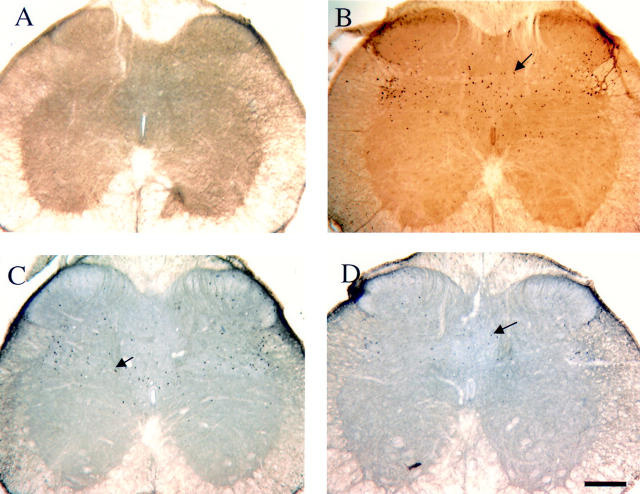 Figure 5  