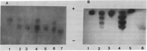 graphic file with name pnas00442-0160-a.jpg