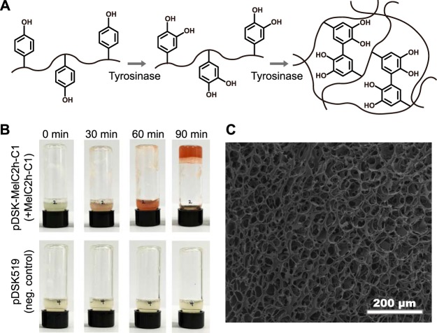 FIG 6