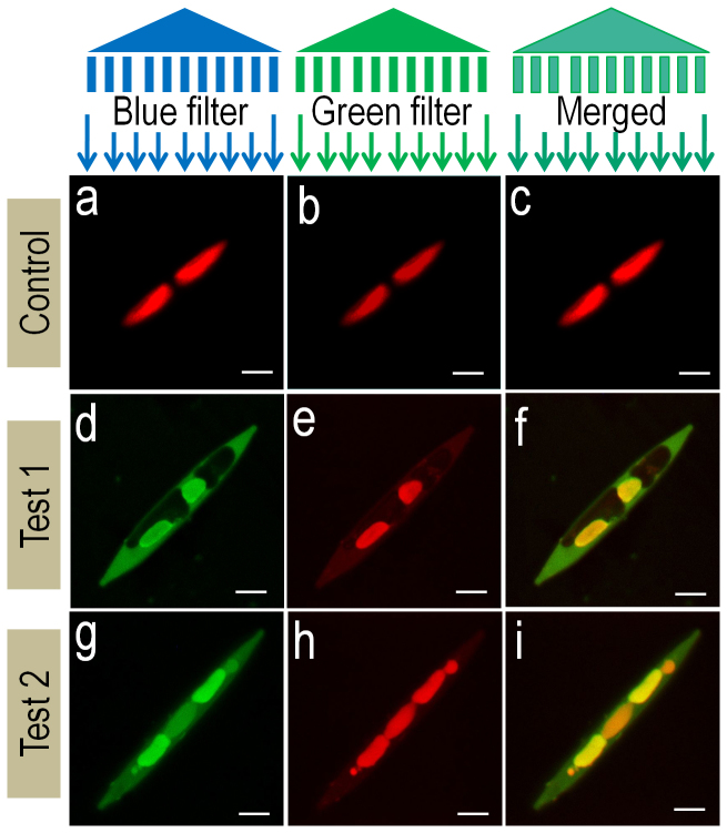 Figure 7