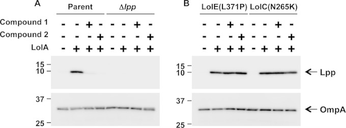 FIG 3