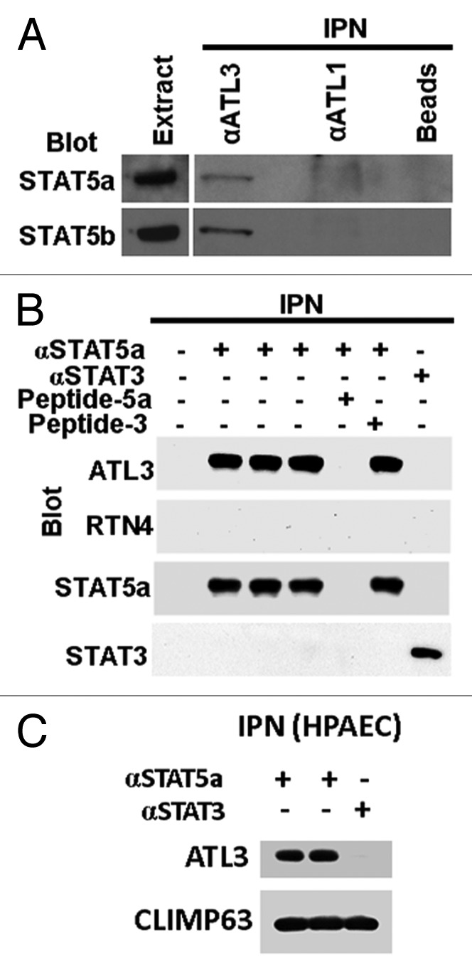 graphic file with name jkst-2-e24860-g4.jpg