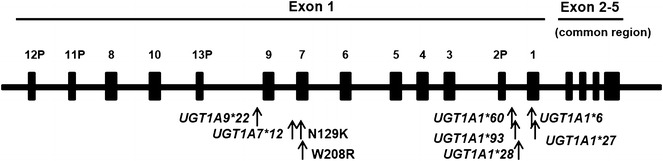 Fig. 1