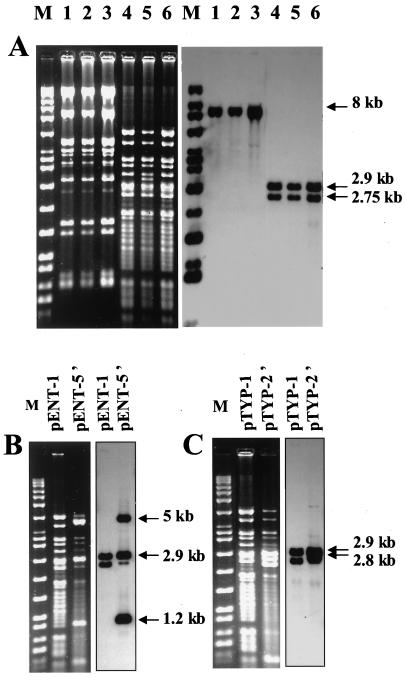 FIG. 2.