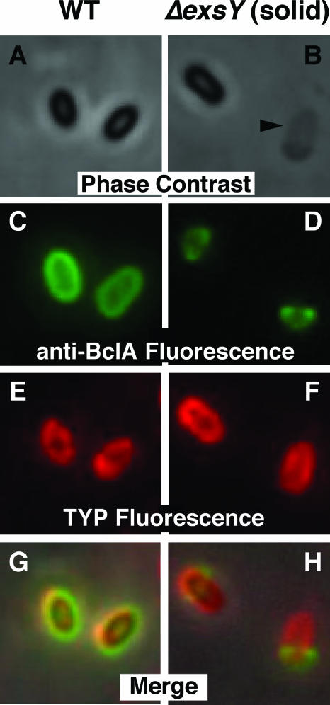 FIG. 5.