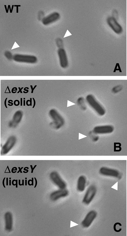 FIG. 7.