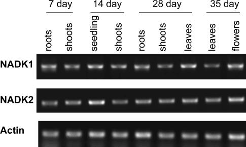 Figure 5.