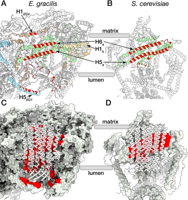 Figure 5—figure supplement 1.