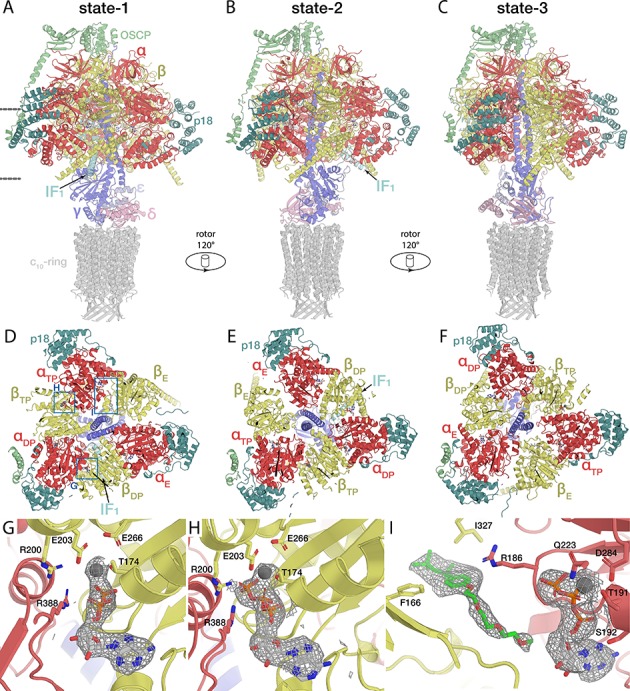 Figure 7—figure supplement 1.