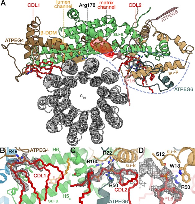 Figure 5—figure supplement 2.